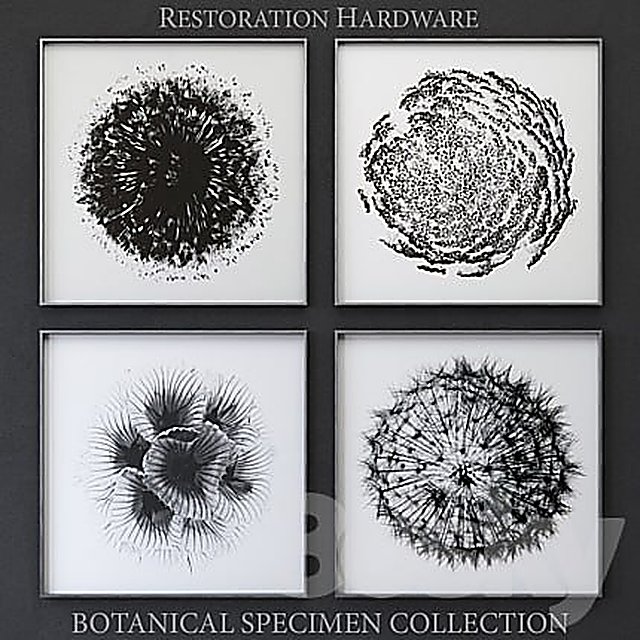 BOTANICAL SPECIMEN COLLECTION