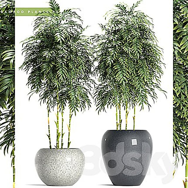 BAMBOO PLANTS 96