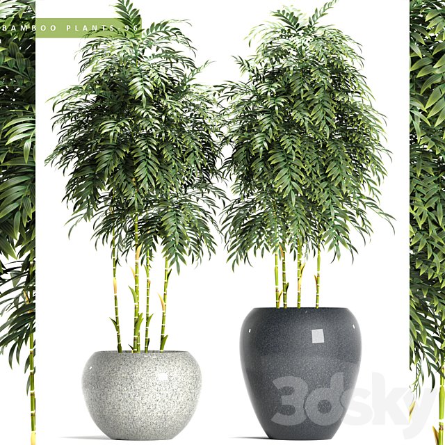 BAMBOO PLANTS 96