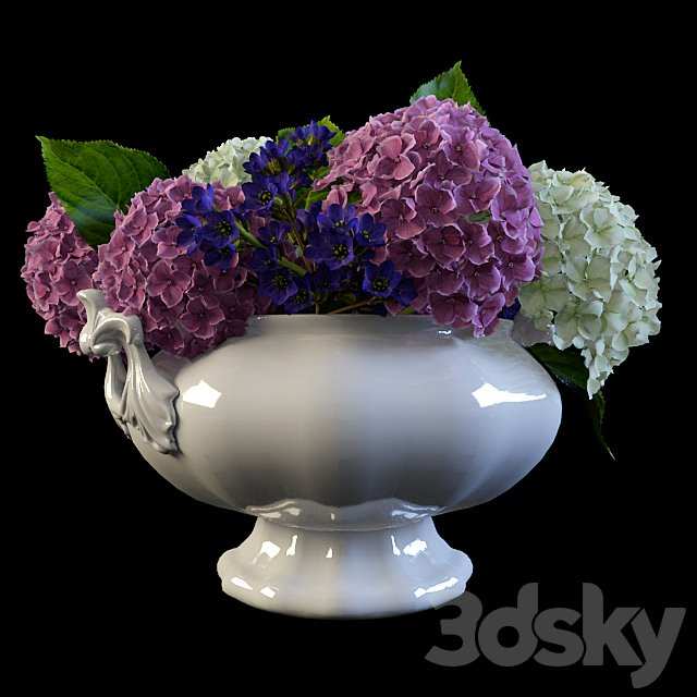 Hydrangea in a vase