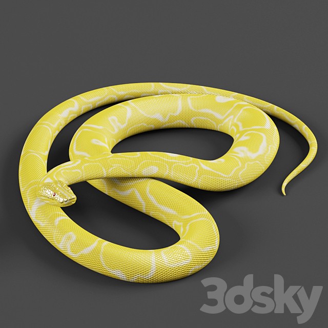 Tiger python