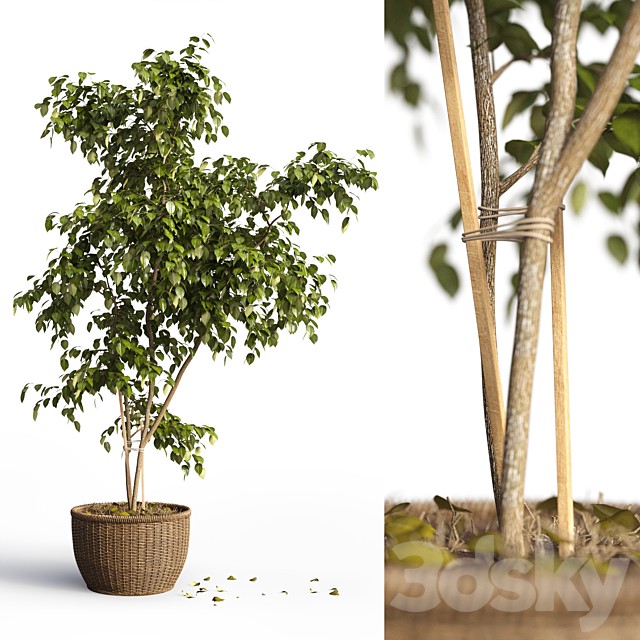 Benjamin plant