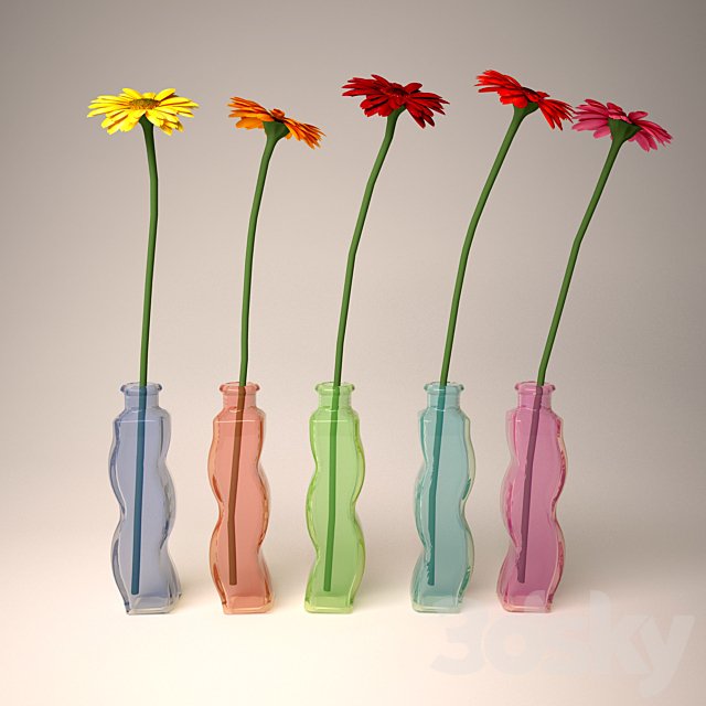 Gerbera