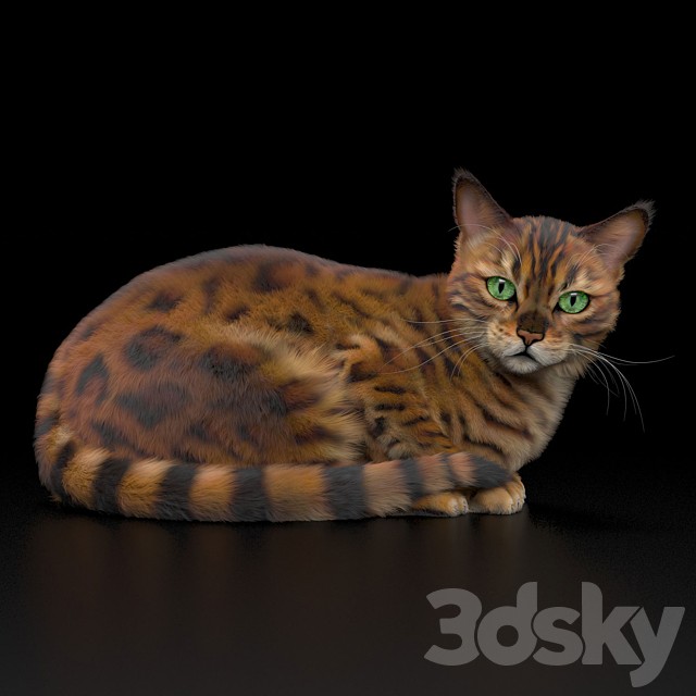 BENGAL CAT
