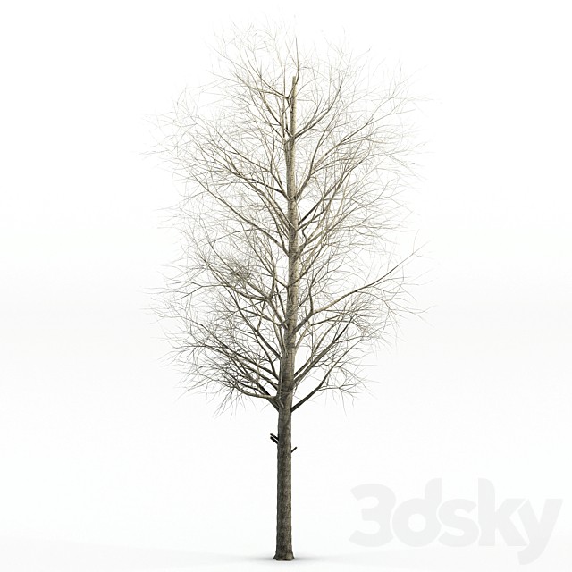 poplar Siberian