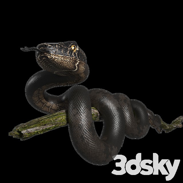 Snake