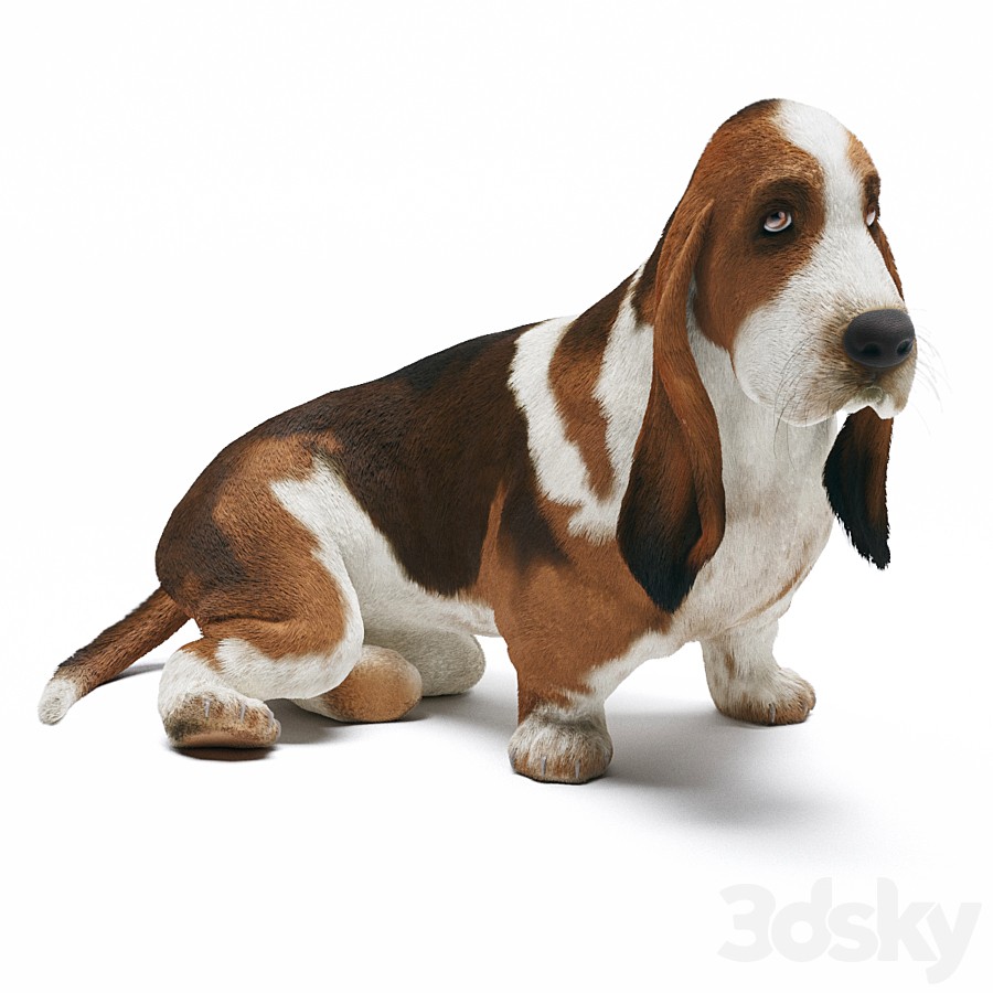 Basset Hound