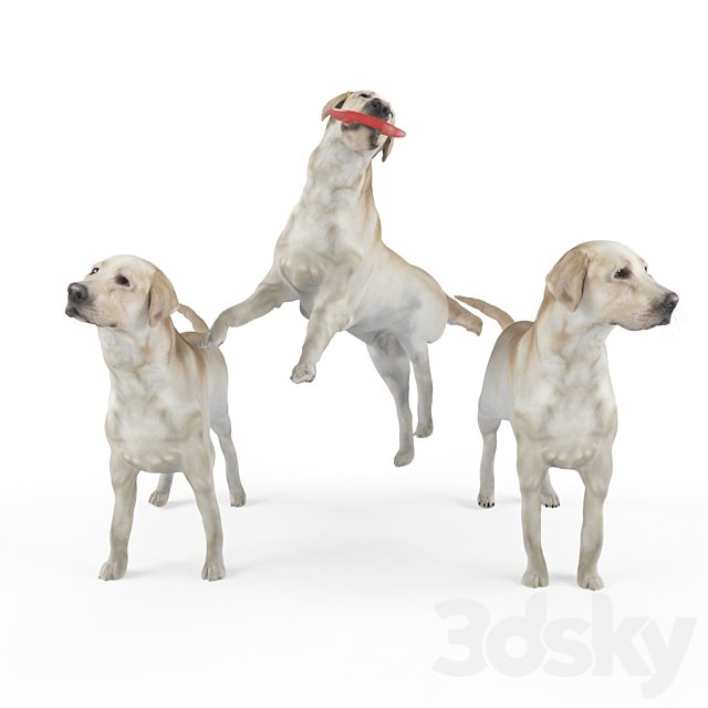 Labrador Shelby 3 variations