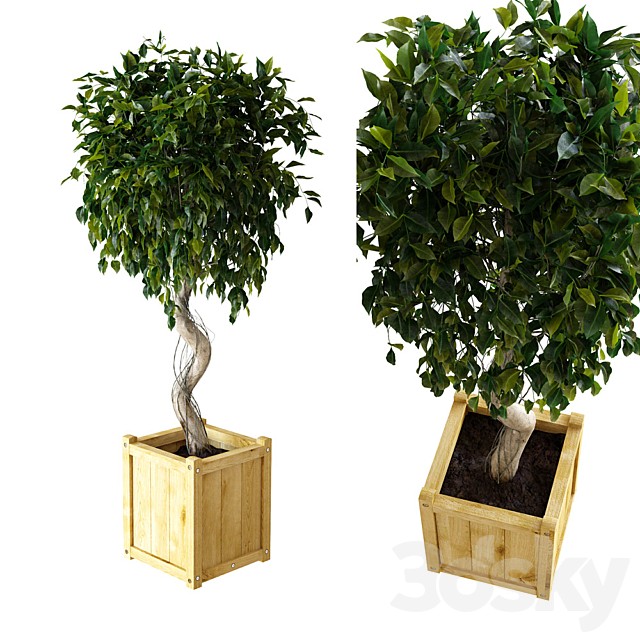 Ficus  Benjamina