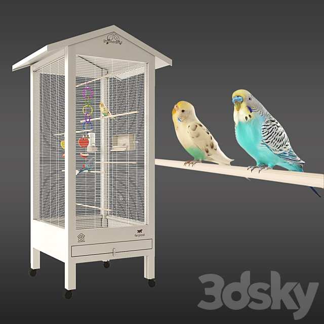 Budgies