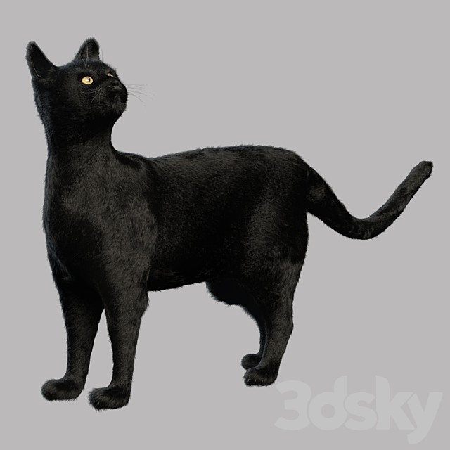 Black Cat