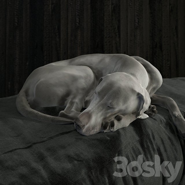 Weimaraner