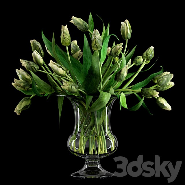 Green Parrot Tulips