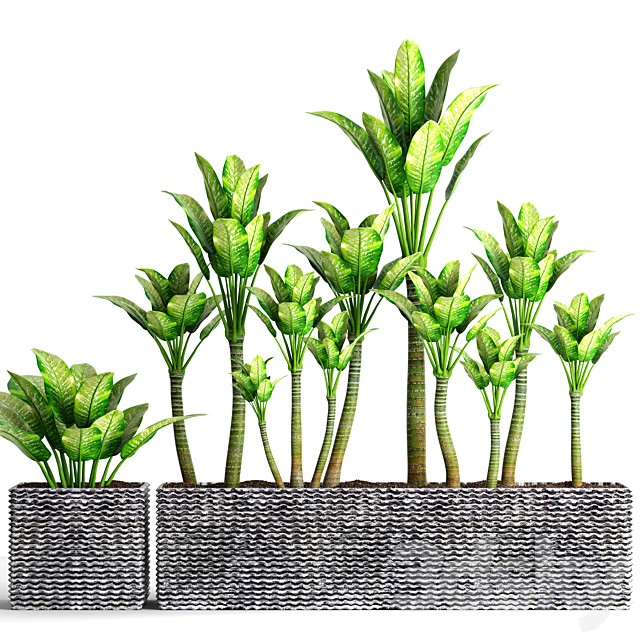 The collection of plants in pots 16. Dieffenbachia, flower, pot, bush, outdoor, decorative, concrete