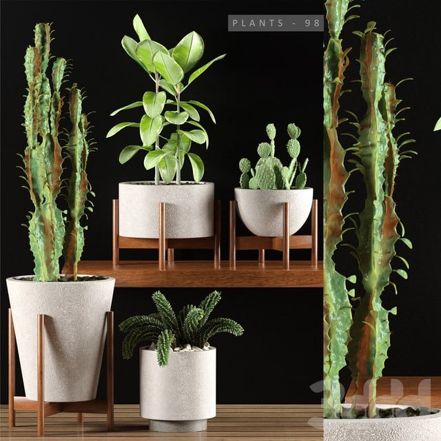 PLANTS 98