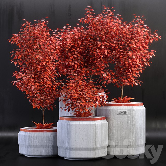 Plants 01