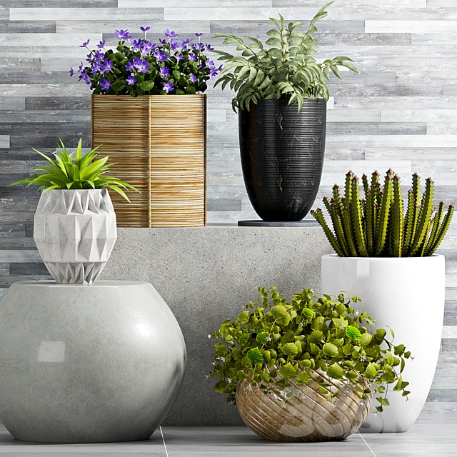 PLANT SET - 72