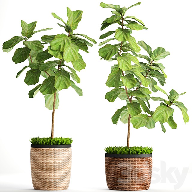 The ficus is lyrate. Collection. 2. basket, rattan, tree, ficus lyrata, interior, decorative