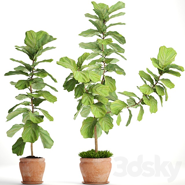 Ficus lyrata. Collection. 3. decorative, clay pot, clinker, flowerpot, bush, flower, Ficus lyrata
