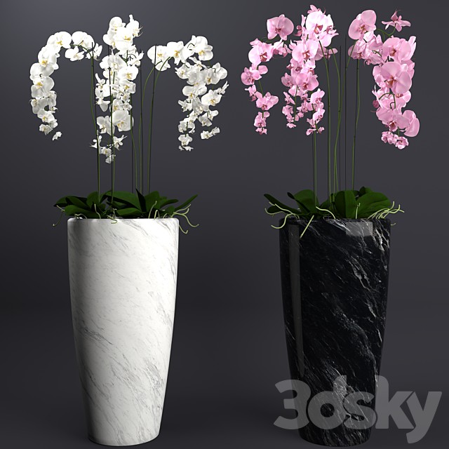 Orchid 4