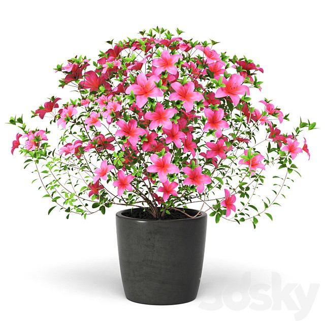Azalea Plant