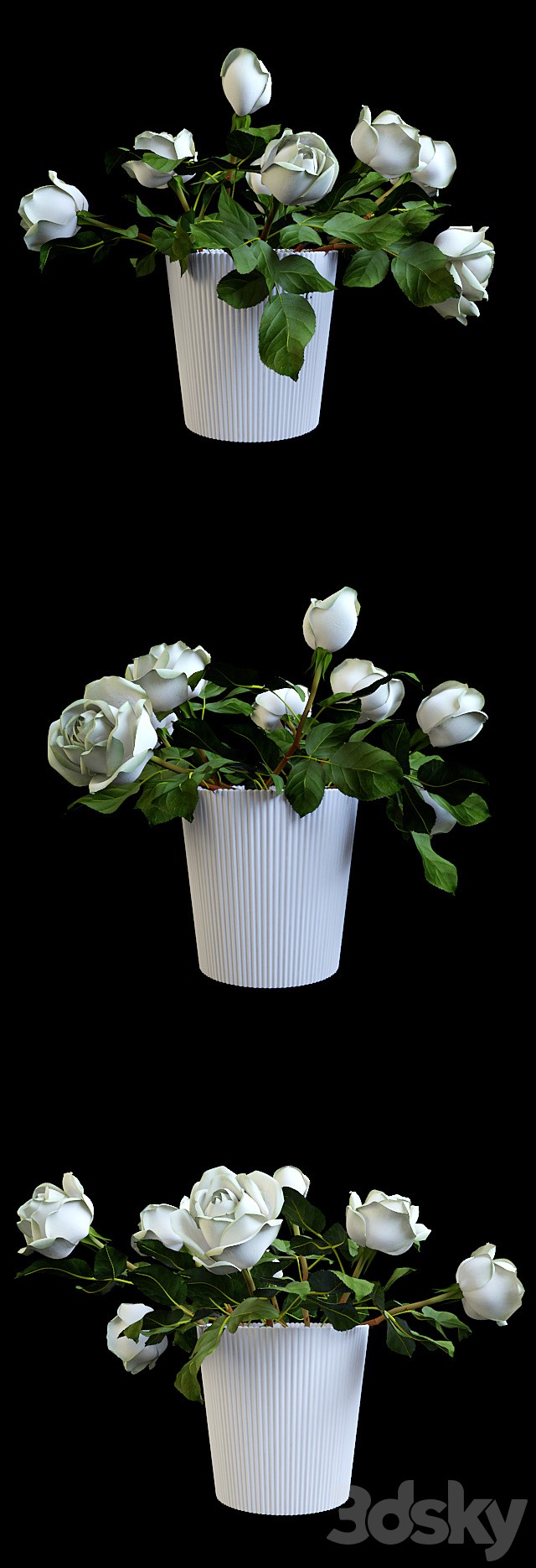 White roses