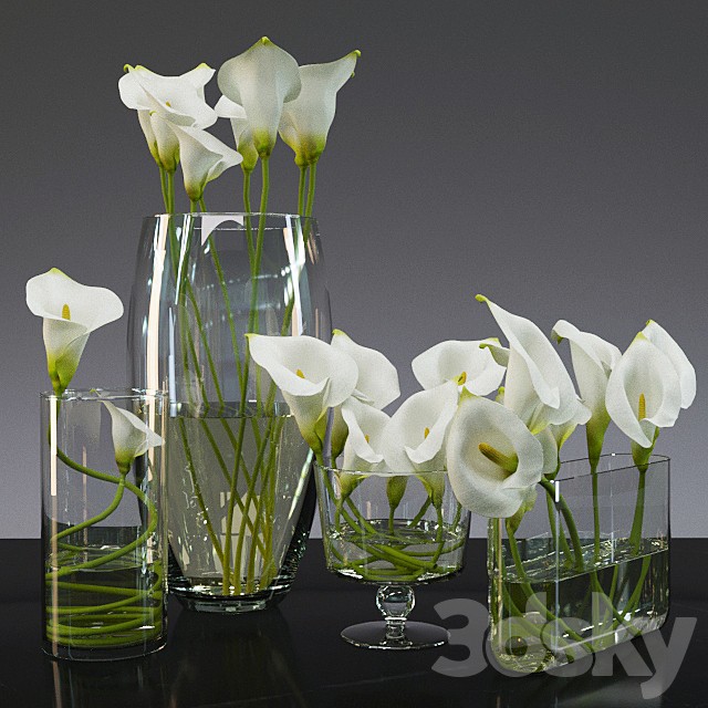 Calla Lily
