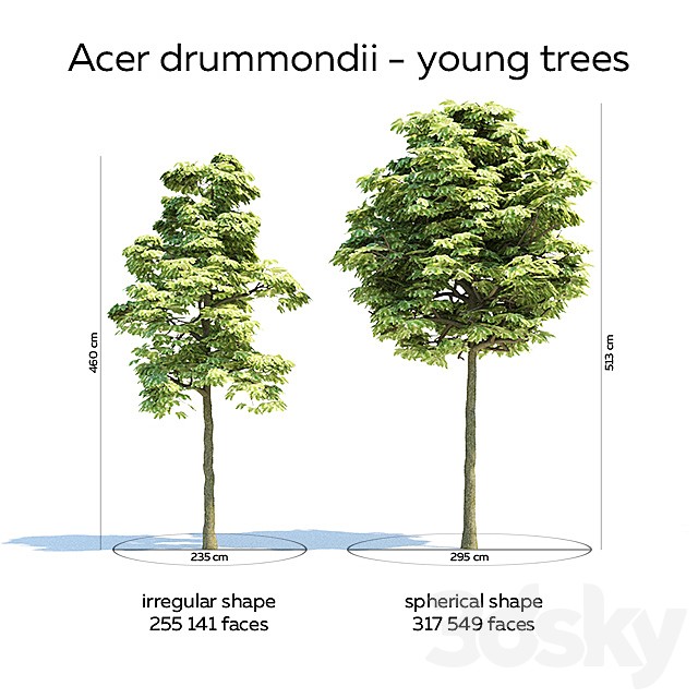 Acer drummondii - 6 trees, 3 ages
