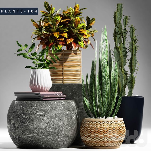 PLANTS 104