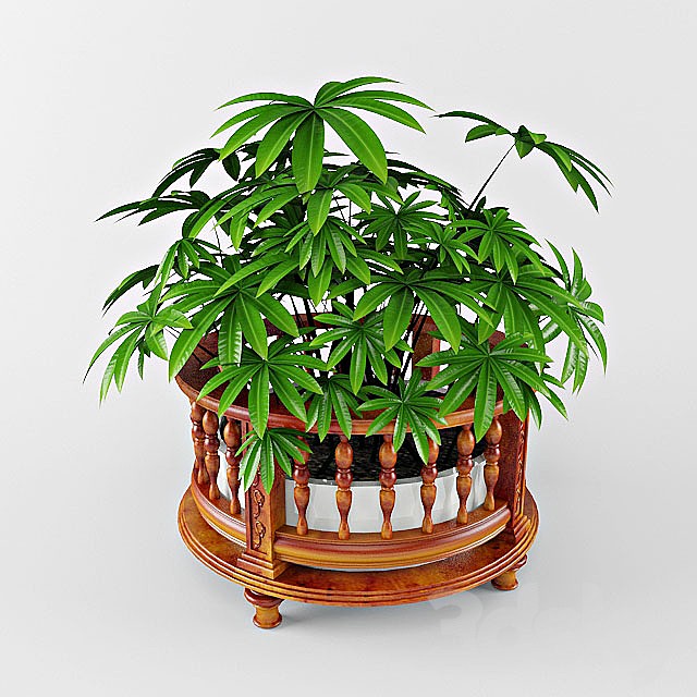 plant