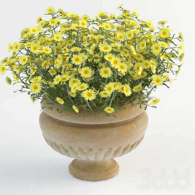 Daisy in pot
