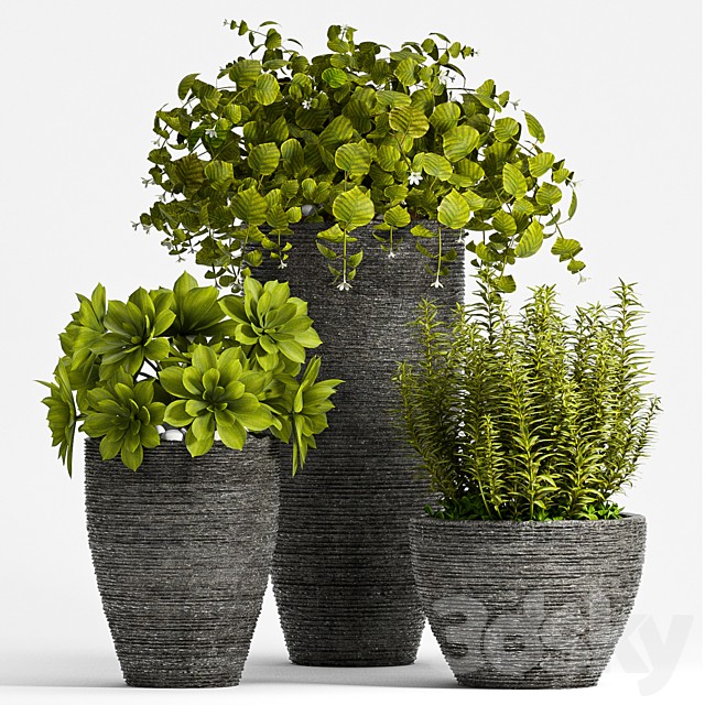 PLANT SET - 75