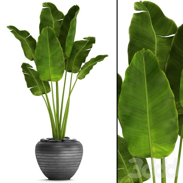 Banana palm in the pot 4. flowerpot, decorative, black, loft, decor, room