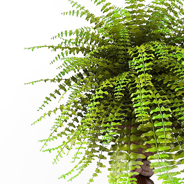 plant