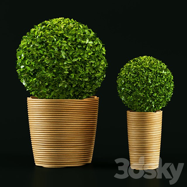 Plant