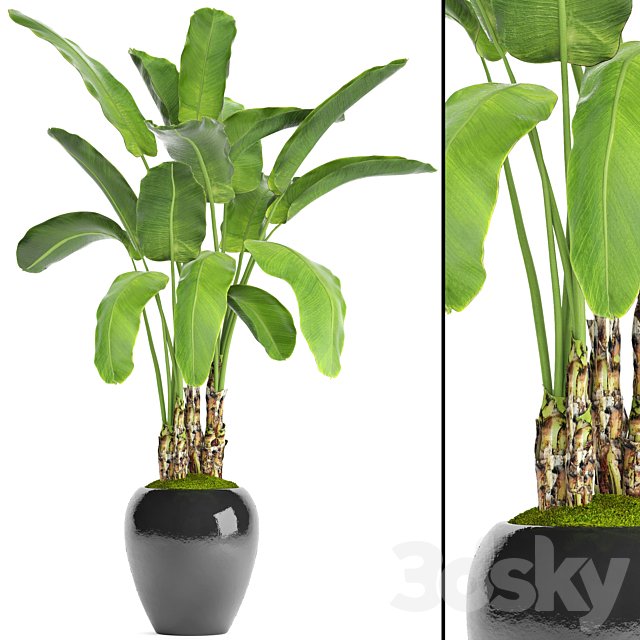 Banana palm in the pot 5. Strelitzia, bush, flowerpot, flower