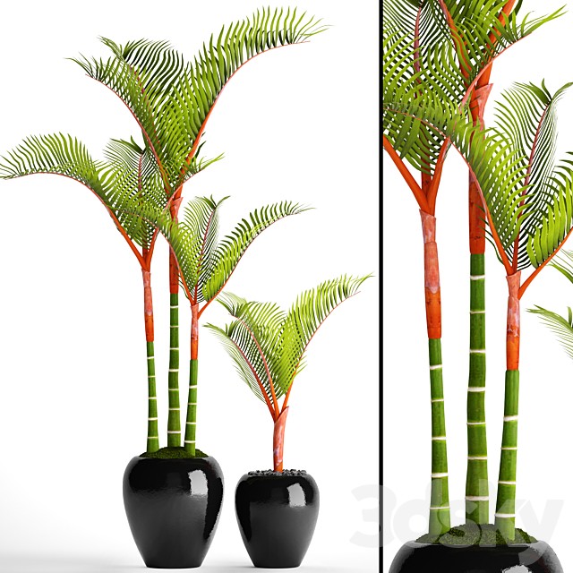 Cyrtostachys, dipsis, palm tree, pot, flowerpot, interior, exotic, outdoor