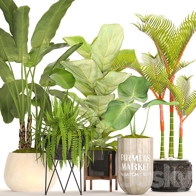 A collection of plants in pots. 48. Tropical Plants, Banana Palm, Fern, Lyre Ficus, Banana Palm, Fern, Concrete Pot, Flowerpot, Dipsis, Bush