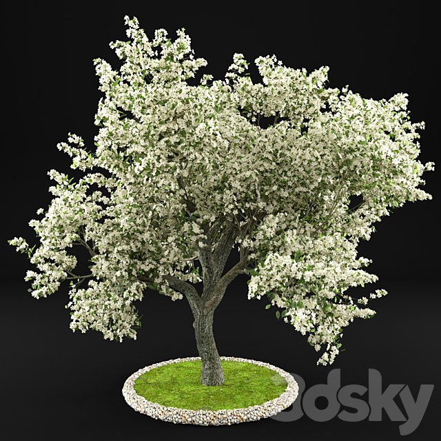 Flowering Apple Tree