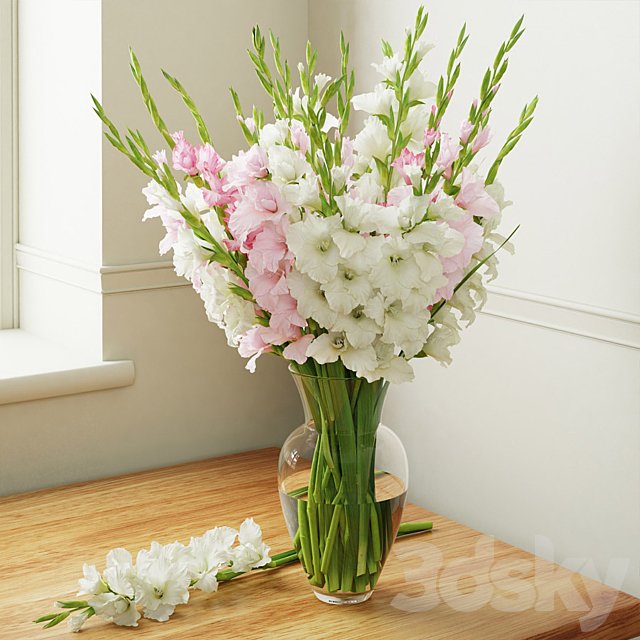 Gladiolus