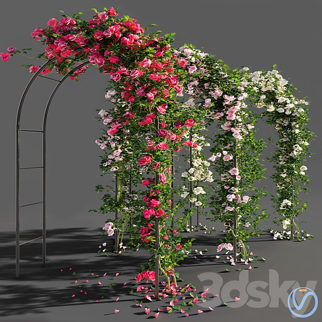 Roses