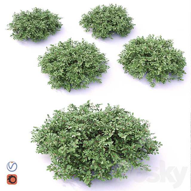 Cotoneaster