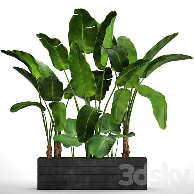 Collection of plants 73. Tropical plants, Strelitzia, banana, bushes, thickets, pot, outdoor, flowerpot, palm tree
