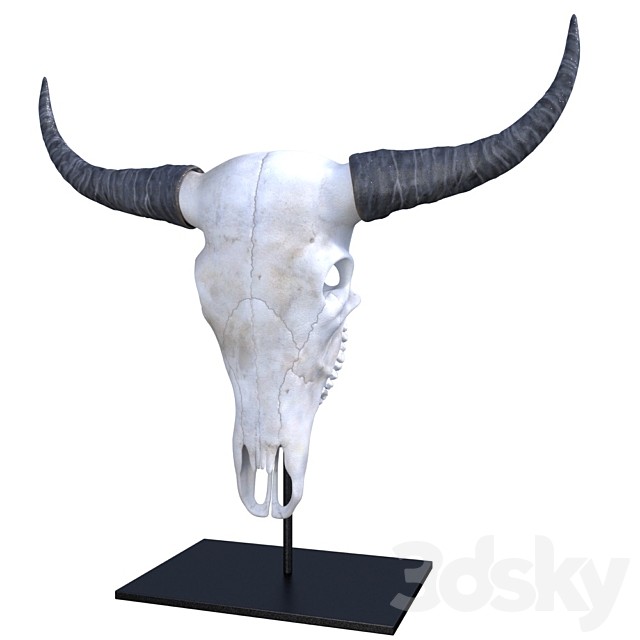Bison skull