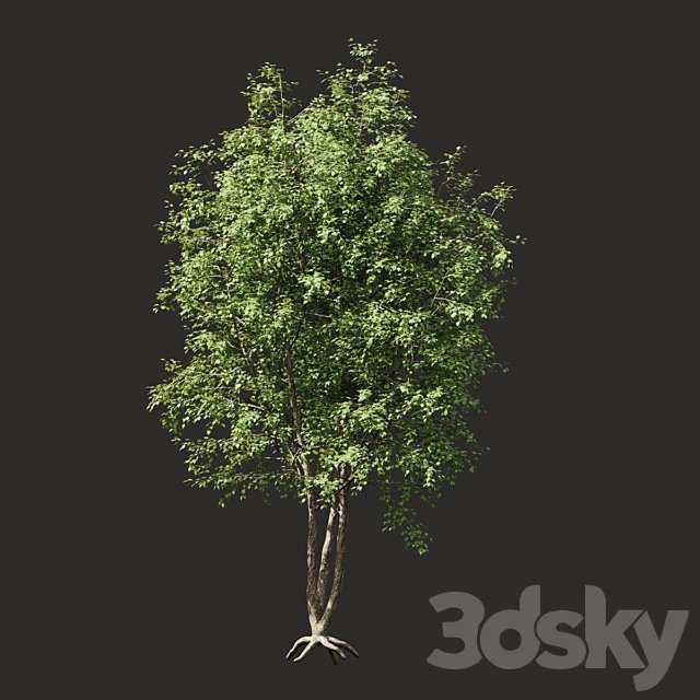 Summer tree # 03