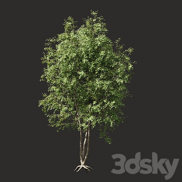 Summer tree #03