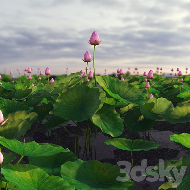 lotus plant