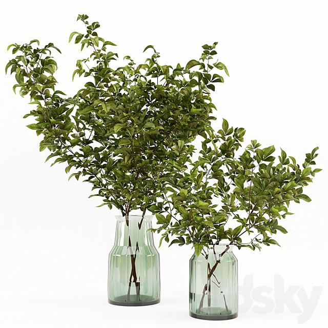 Branches in the vase 002