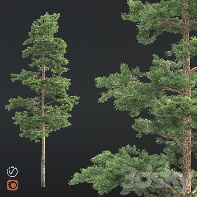 Pine