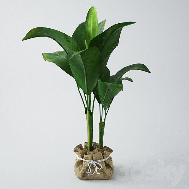 Seedling of bananas